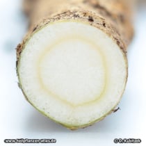 Ginsengwurzel im Querschnitt (Panax ginseng)
