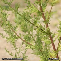 Einjähriger Beifuß (Artemisia annua): Hier in einem trockenen Sommer.