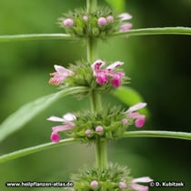 Chinesisches Mutterkraut (Leonurus japonicus)