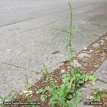 Weg-Rauke (Sisymbrium officinale), Wuchsform