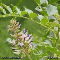Ural-Süßholz (Glycyrrhiza uralensis), Blütenstand