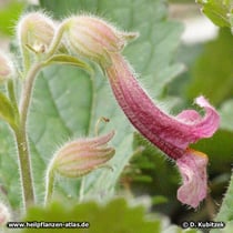 Chinfingerhut (Klebriger Chinafingerhut, Rehmannia glutinosa)