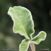 Dreilappiger Salbei (Salvia fruticosa)