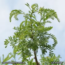 Seyal-Gummi-Akazie (Acacia seyal), Zweig