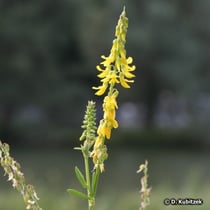 Echter Steinklee (Melilotus officinalis), Blütenstand