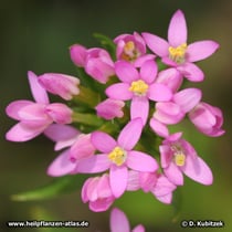 Tausendgüldenkraut (Centaurium erythraea)