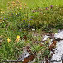  Alpen-Edelweiß (Leontopodium nivale subsp. alpinum)