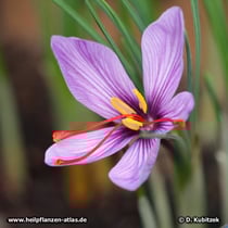 Echter Safran (Crocus sativus), Blüte