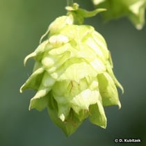 Hopfen (Gewöhnlicher Hopfen, Humulus lupulus)