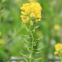 Weißer Senf (Sinapis alba), Blütenstand