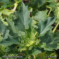 Weißer Stechapfel (Datura stramonium), Wuchsform