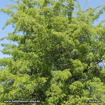 Fünfgriffeliger Weißdorn (Crataegus pentagyna), Strauch