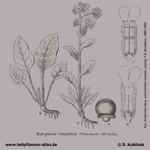 Echtes Lungenkrat, Pulmonaria officinalis, Historisches Bild