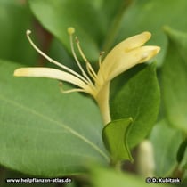 Japanisches Geißblatt (Lonicera japonica)