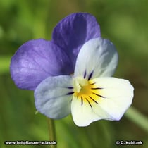 Stiefmütterchen (Viola tricolor, Viola arvensis)