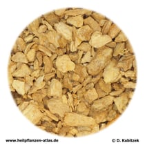 Ingwerwurzelstock (Zingiberis rhizoma)