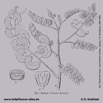 Ägyptische Senna, Cassia senna