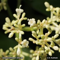 Brechwurzel (Carapichea ipecacuanha), Blütenstand mit Blütenknospen