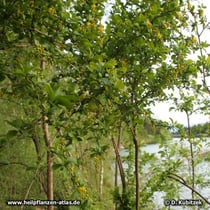 Die Gewöhnliche Berberitze (Berberis vulgaris) wächst hier in einer Au am Fluss Isar (Oberbayern)