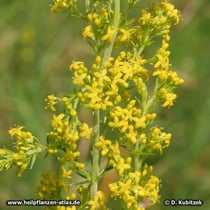 Labkraut (Galium verum)
