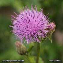 Gekrönte Scharte (Serratula coronata), Blütenkopf (Blütenkorb)