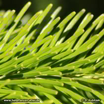 Tanne (Sibirische Tanne, Abies sibirica)