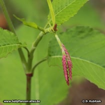 Orient-Knöterich (Polygonum orientale, Persicaria orientalis), kurz vor der Blüte