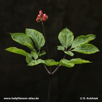 Ginseng (Panax ginseng), Pflanze