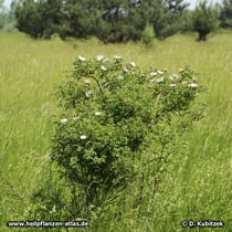 Hundsrose (Rosa canina), Standort