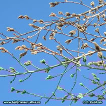 Zitter-Pappel (Populus tremula), Blütenkätzchen der mänlichen Blüten vor dem Aufblühen