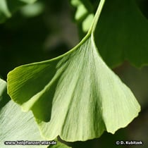 Ginkgo (Ginkgo biloba)