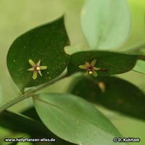 Maeusedorn (Ruscus aculeatus), Blüten