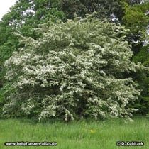 Eingriffeliger Weißdorn (Crataegus monogyna) auf einer städtischen Grünfläche.