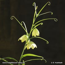 Zhekiang-Fritillaria (Fritillaria thunbergii)