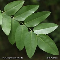 Der Japanische Pagodenbaum (Japanischer Schnurbaum, Styphnolobium japonicum, Sophora japonica) hat Fiederblätter. Ihre Oberseite glänzt dunkelgrün