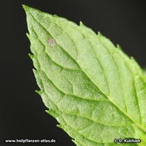 Japanische Minze (Mentha canadensis), Blatt Oberseite