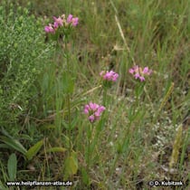 Echtes Tausendgüldenkraut (Centaurium erythraea), Standort in Apulien (Italien)