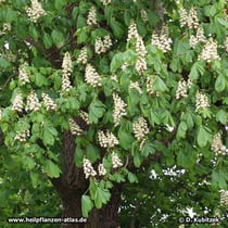 Rosskastanie (Aesculus hippocastanum), in Blüte