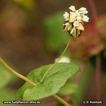 Echter Buchweizen (Fagopyrum esculentum), Blatt mit Blütenstand und Früchten