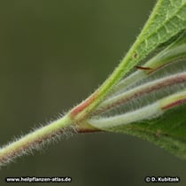 Kretische Zistrose (Cistus creticus), behaarter Zweig