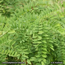 Schnurbaum (Sophora flavescens), Zweige