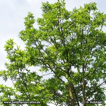 Schnabel-Esche (Fraxinus rhynchophylla), Wuchsform