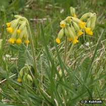 Wiesen-Schlüsselblume (Primula veris), Wuchsform
