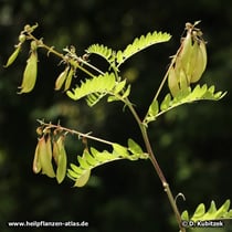 Chinesischer Tragant (Astragalus mongholicus), Früchte tragender Zweig