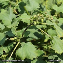 Sibirische Spitzklette (Xanthium strumarium ssp. sibiricum; Synonym: Xanthium sibiricum)