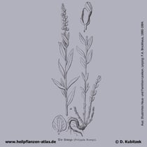 Senegawurzel (Polygala senega); Historisches Bild