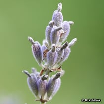 Lavendel (Echter Lavendel, Lavandula angustifolia)