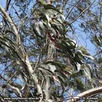 Eukalyptusbaum (Eucalyptus globulus)