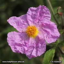 Kretische Zistrose (Cistus creticus), geknittert aussehende Blütenblätter
