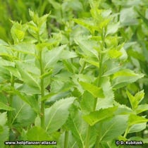 Großblütige Ballonblume (Platycodon grandiflorus), vor der Blüte
